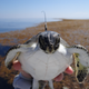 A turtle on a mission. Even if it doesn’t know it.
